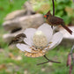 Garden Petal Shape Bird Feeder